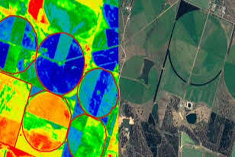The Sheep Farmers Using Satellites to Boost Yields