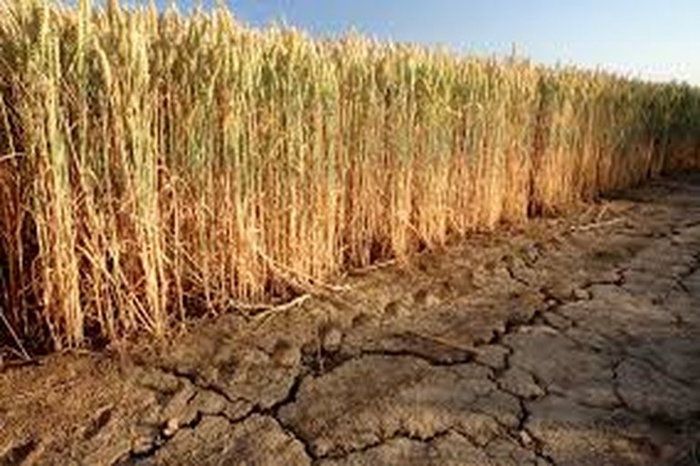Drought-Hit Farmers Turn to Solar-Powered Water Systems