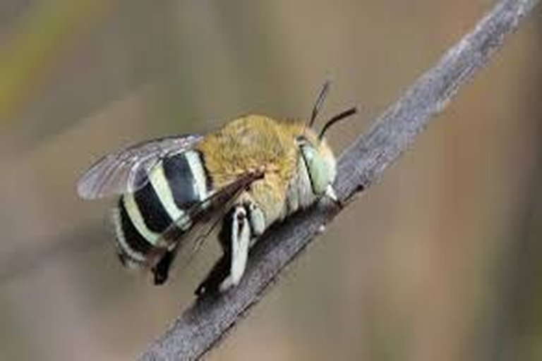 Australia’s Native Bees: Tiny Pollinators Facing Big Challenges
